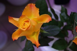 Коклюш